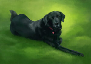 Cricket - Portrait of a friend’s dog A digital illustration in a realistic style featuring a black dog lying in short green grass looking up at her owner. The dog is a mix of labrador and husky, with the husky part only being her fluffy tail. She has some gray hairs on her snout.