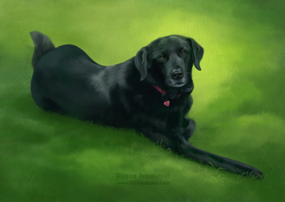 Cricket - Portrait of a friend’s dog A digital illustration in a realistic style featuring a black dog lying in short green grass looking up at her owner. The dog is a mix of labrador and husky, with the husky part only being her fluffy tail. She has some gray hairs on her snout.